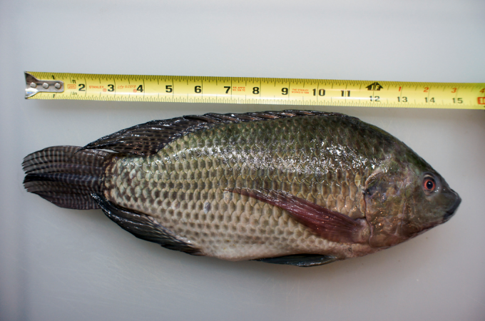 aquaponic  fish