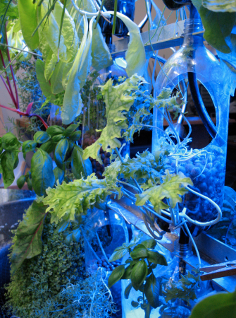 aquaponic lettuces