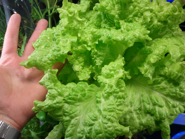 aquaponic lettuce