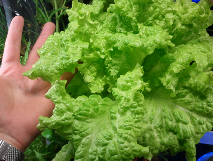Lettuce from Farm Fountain 3 by Ken Rinaldo and Amy Youngs. Photo Amy Youngs