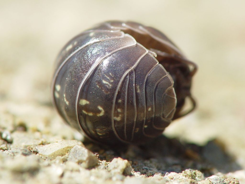 Close-up of a pillbug protecting itself in a defensive manor