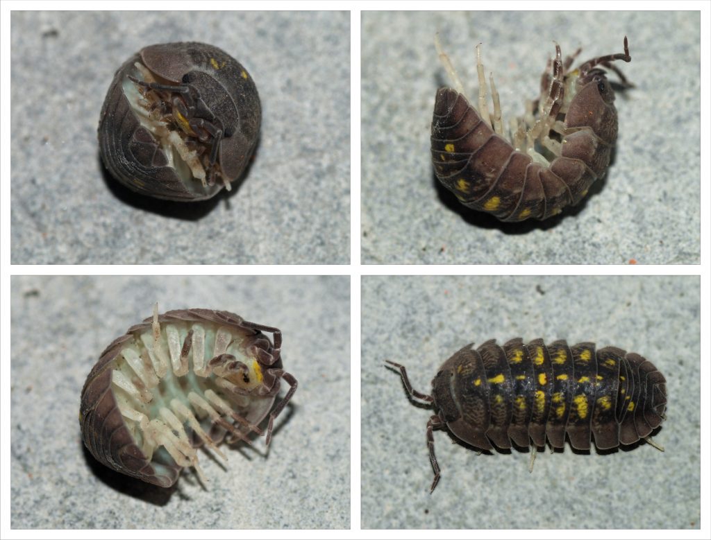 Photos of pill bugs in different states. Rolling up to protect themselves. 